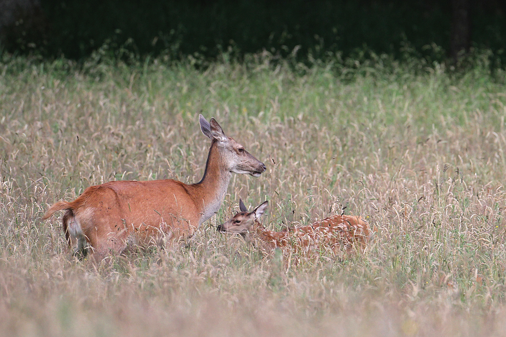 Tier & Kalb