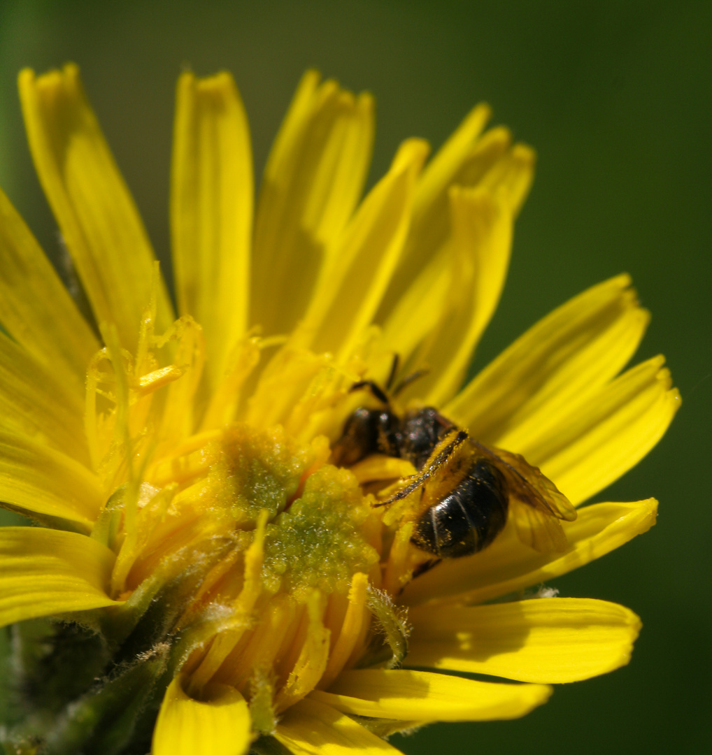 Tier küsst Blume