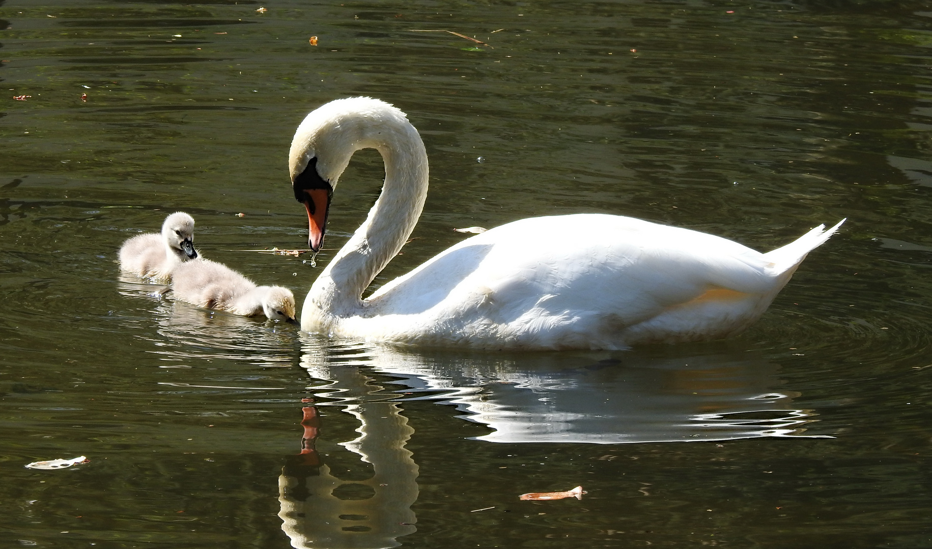 Tier  Liebe Foto & Bild  tiere, wildlife, natur Bilder auf
