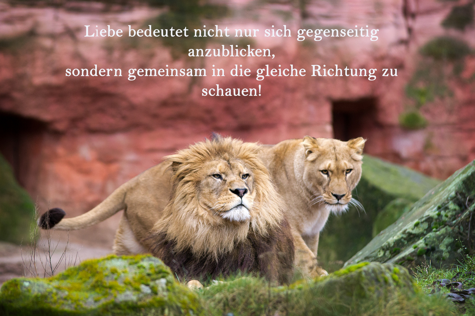 Tier-Liebe