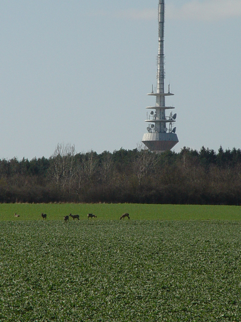 Tier oder Mast