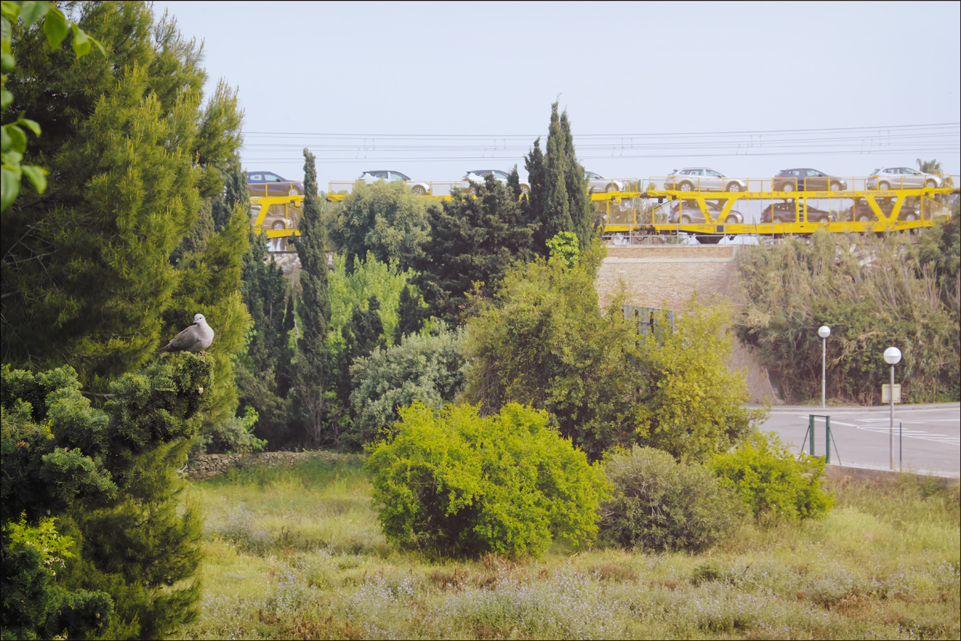 Tier ohne eigene Sektion auf einem Baum mit hintergründigem Autozug