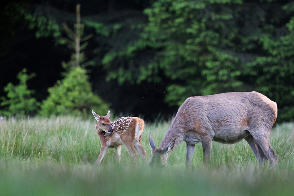 Tier und Kalb