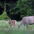 Tier und Kalb