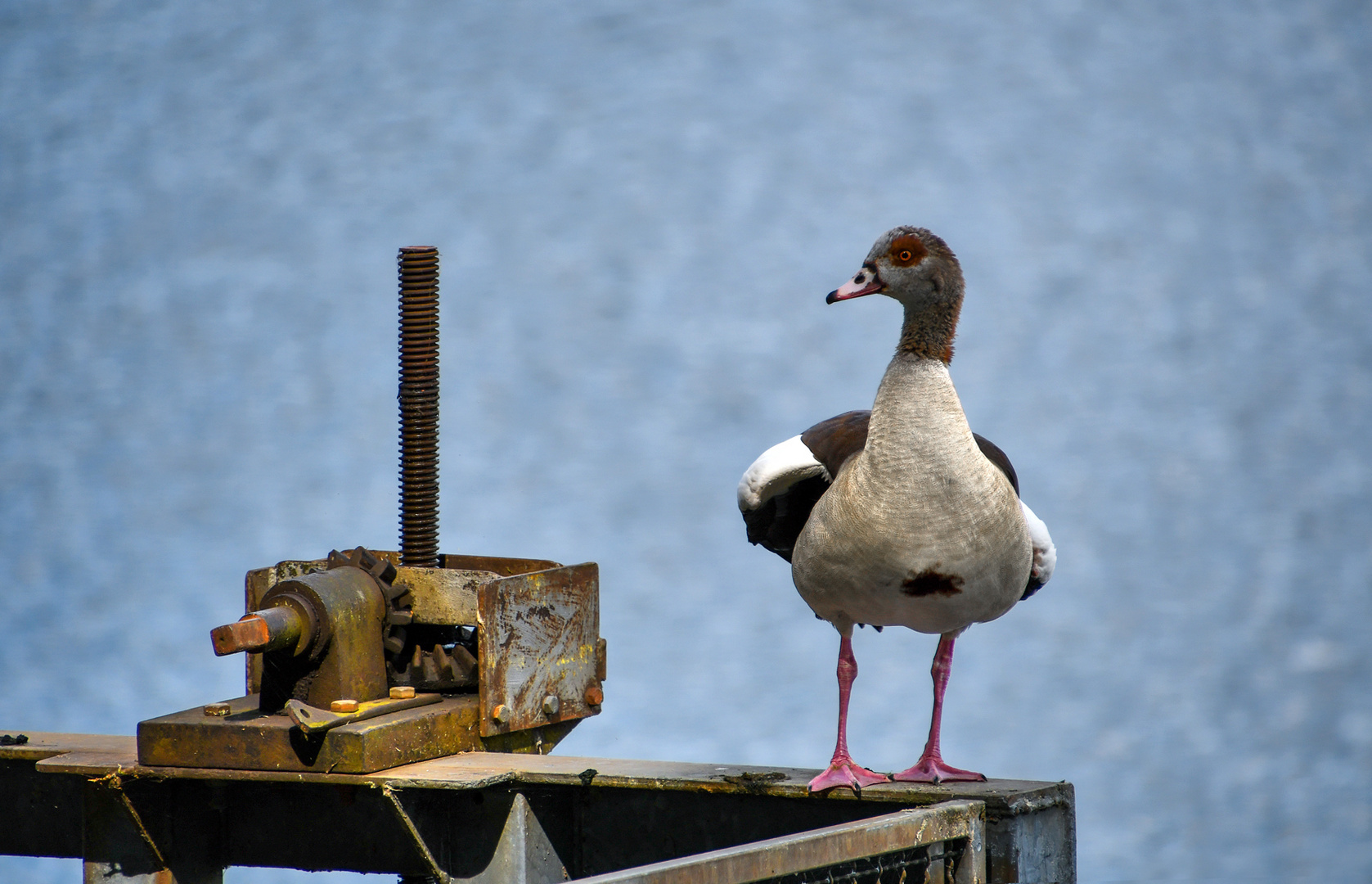 Tier und Technik :-)