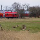 Tier und Verkehr