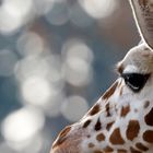 Tierauge - Giraffe