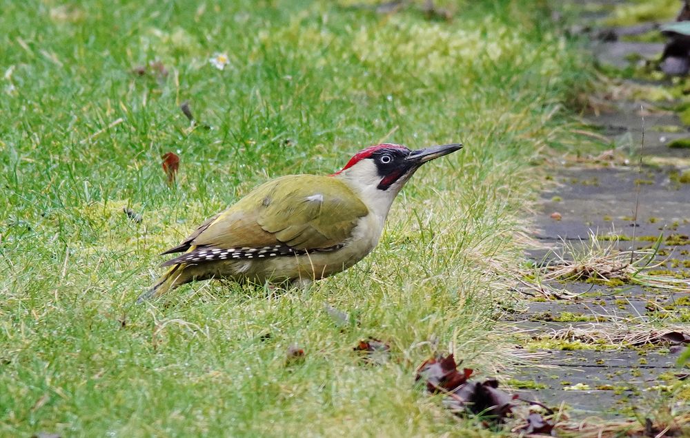 Tieraugenfokus-Testfoto