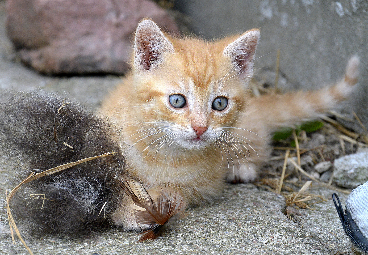 Tierbabys