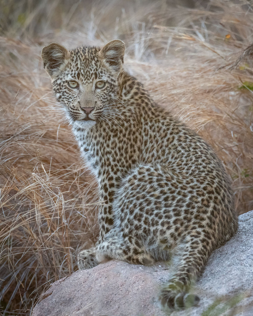 Tierbabys Foto & Bild | natur, afrika, tiere Bilder auf fotocommunity