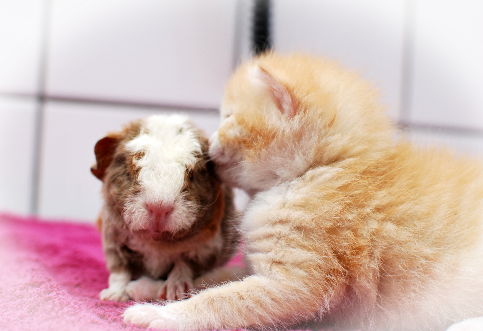 Tierbabys unter sich... Foto & Bild | tiere, haustiere, katzen Bilder