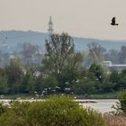 Tierbild oder eher Landschaftsaufnahme? Wie würdet ihr Entscheiden?