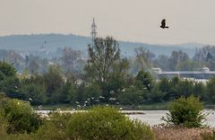 Tierbild oder eher Landschaftsaufnahme? Wie würdet ihr Entscheiden?