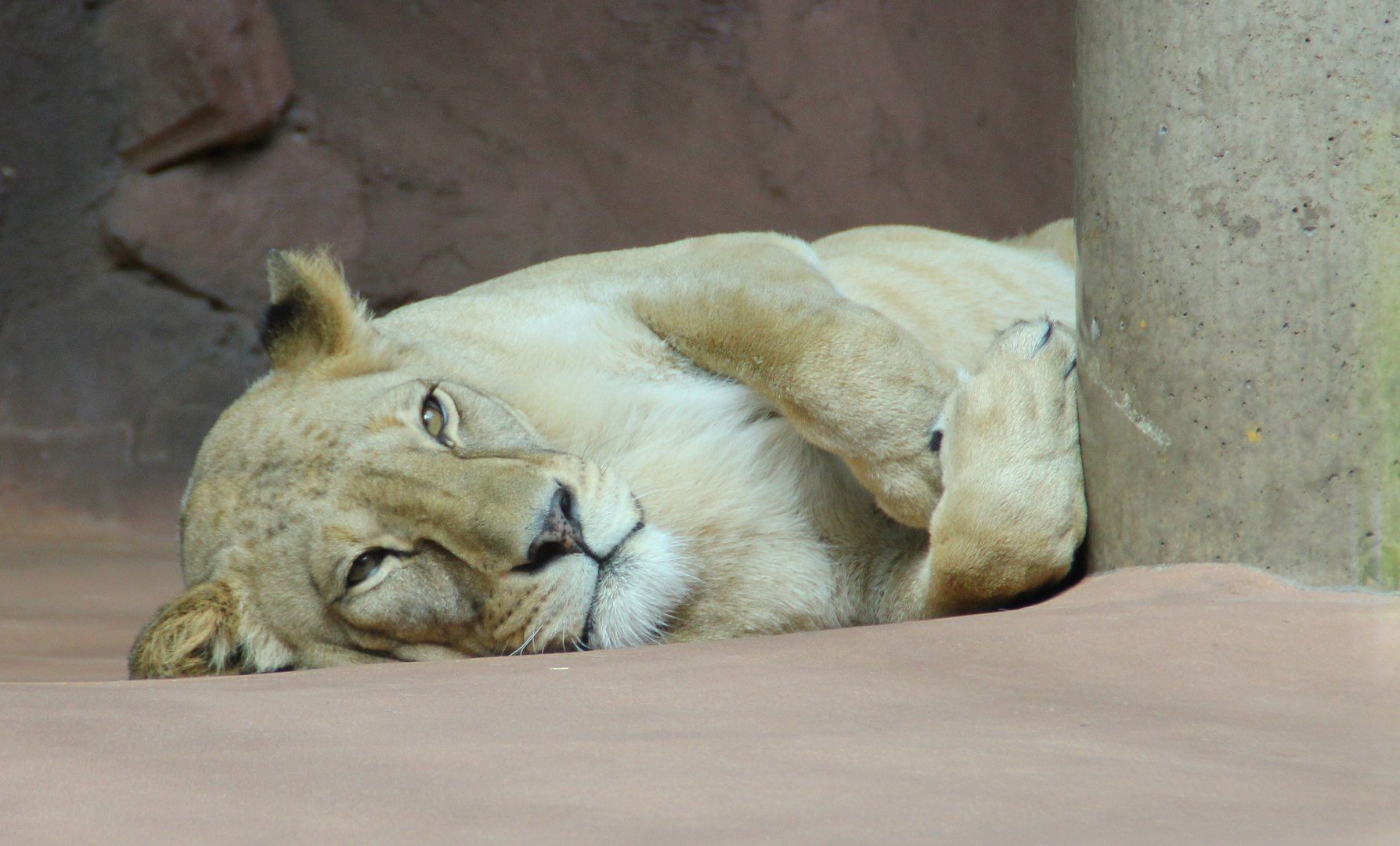 Tierbildgalerie Zoo Erfurt2