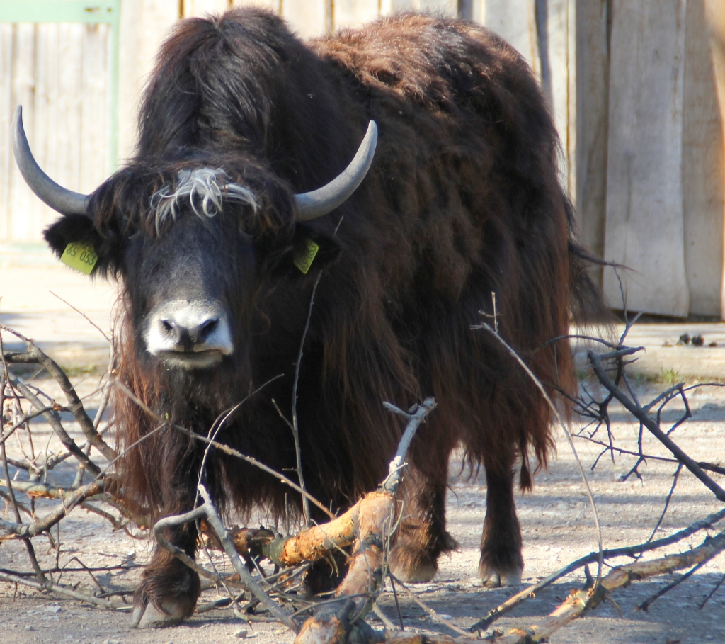 Tierbildgalerie Zoo Erfurt4