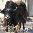 Tierbildgalerie Zoo Erfurt4