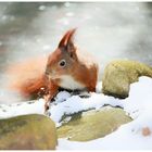 Tierchen im Winter