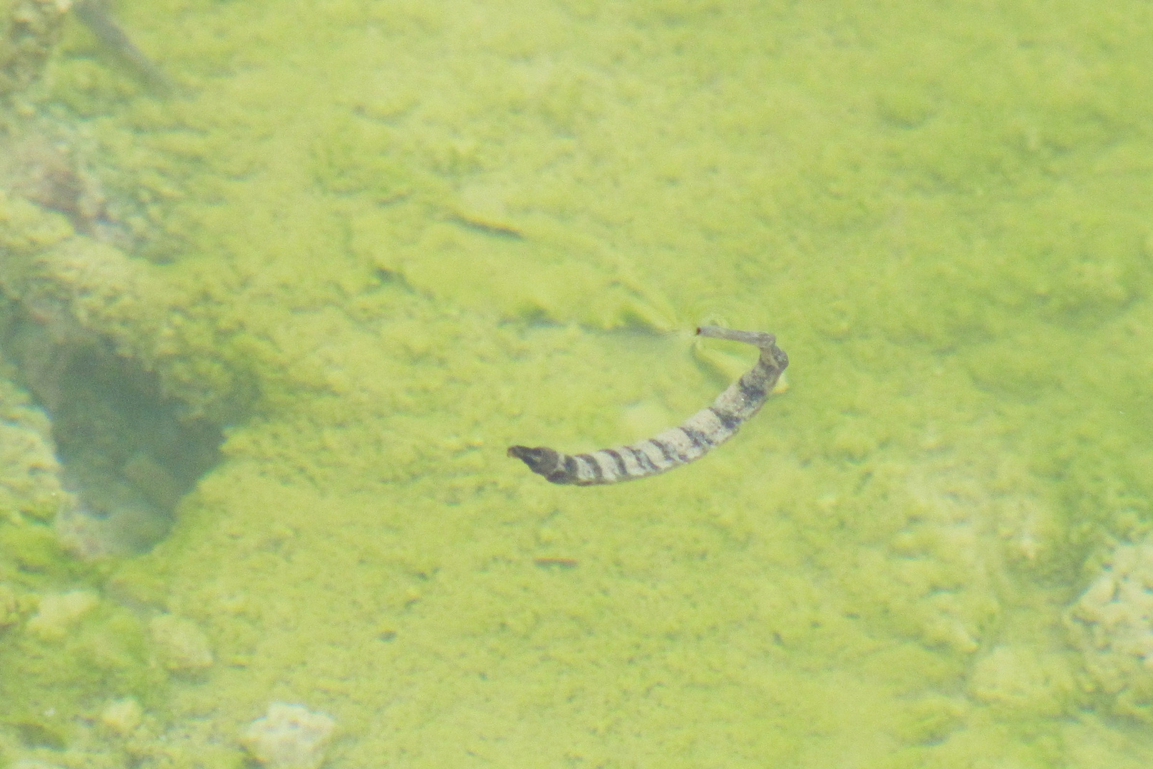 Tierchen in heißer Quelle