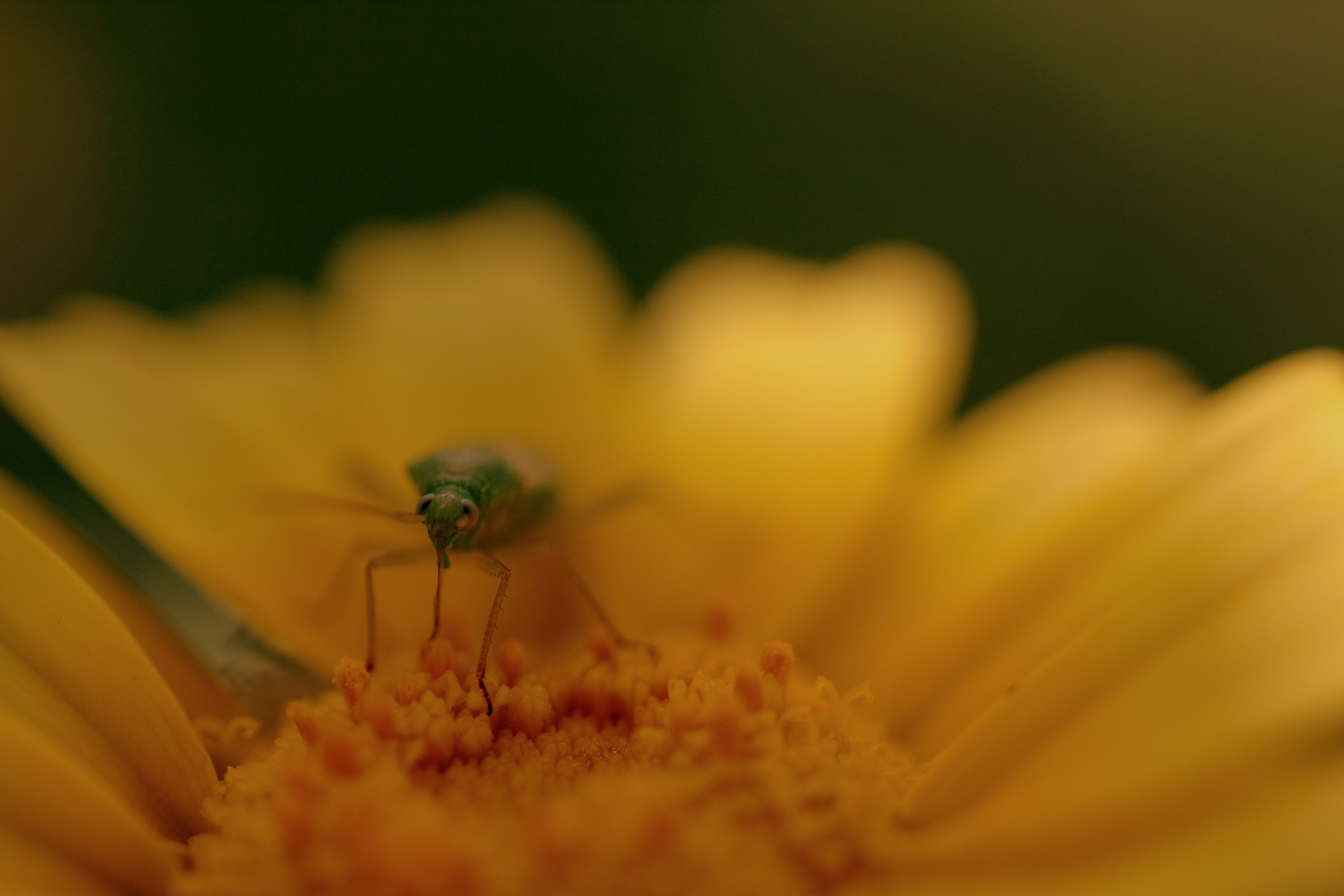 Tierchen in Sommerblume