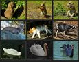 Tiercollage von Josef Kainz 