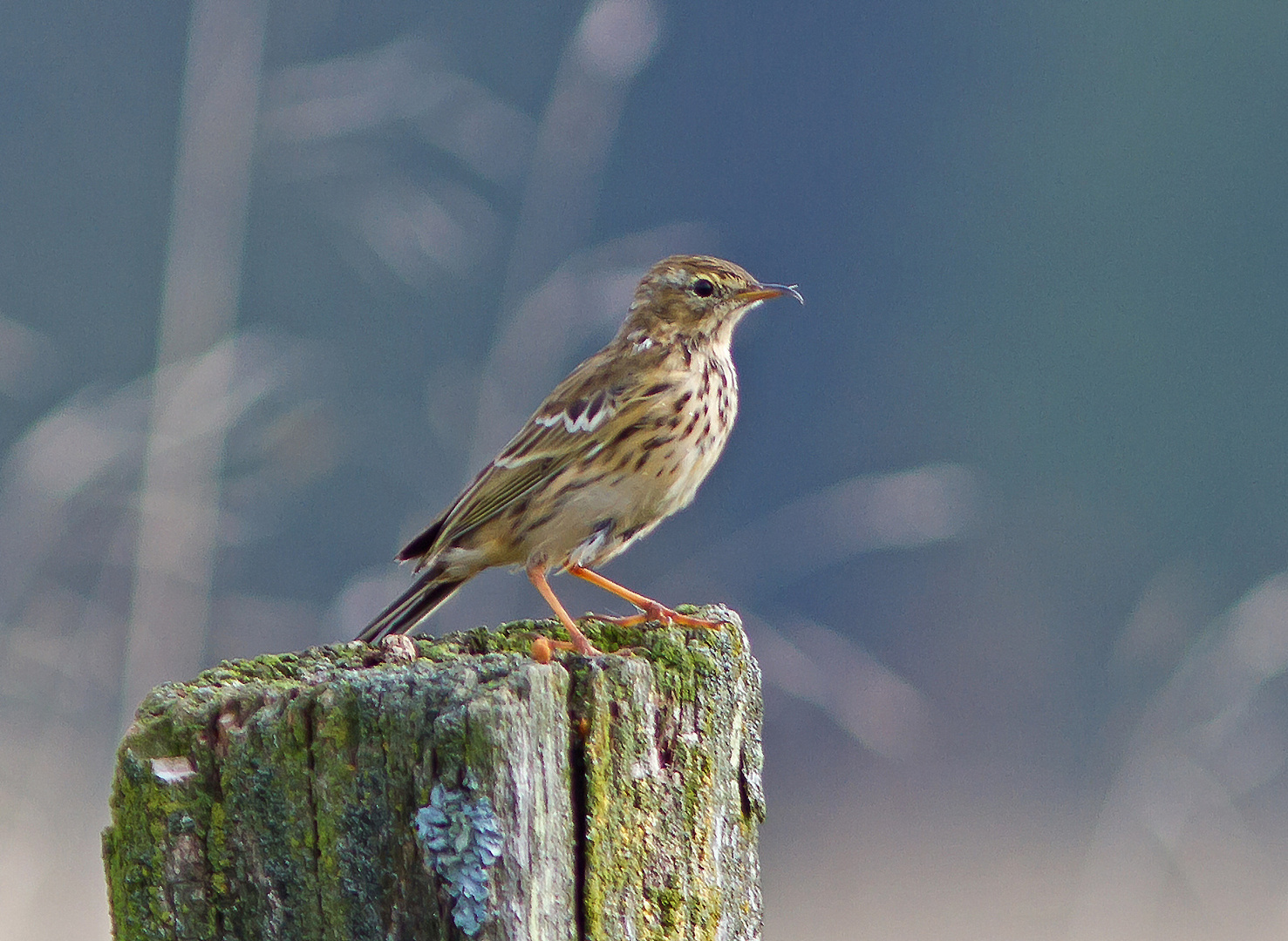 Tierdoku Wiesenpieper mit Kreuzschnabel