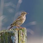 Tierdoku Wiesenpieper mit Kreuzschnabel