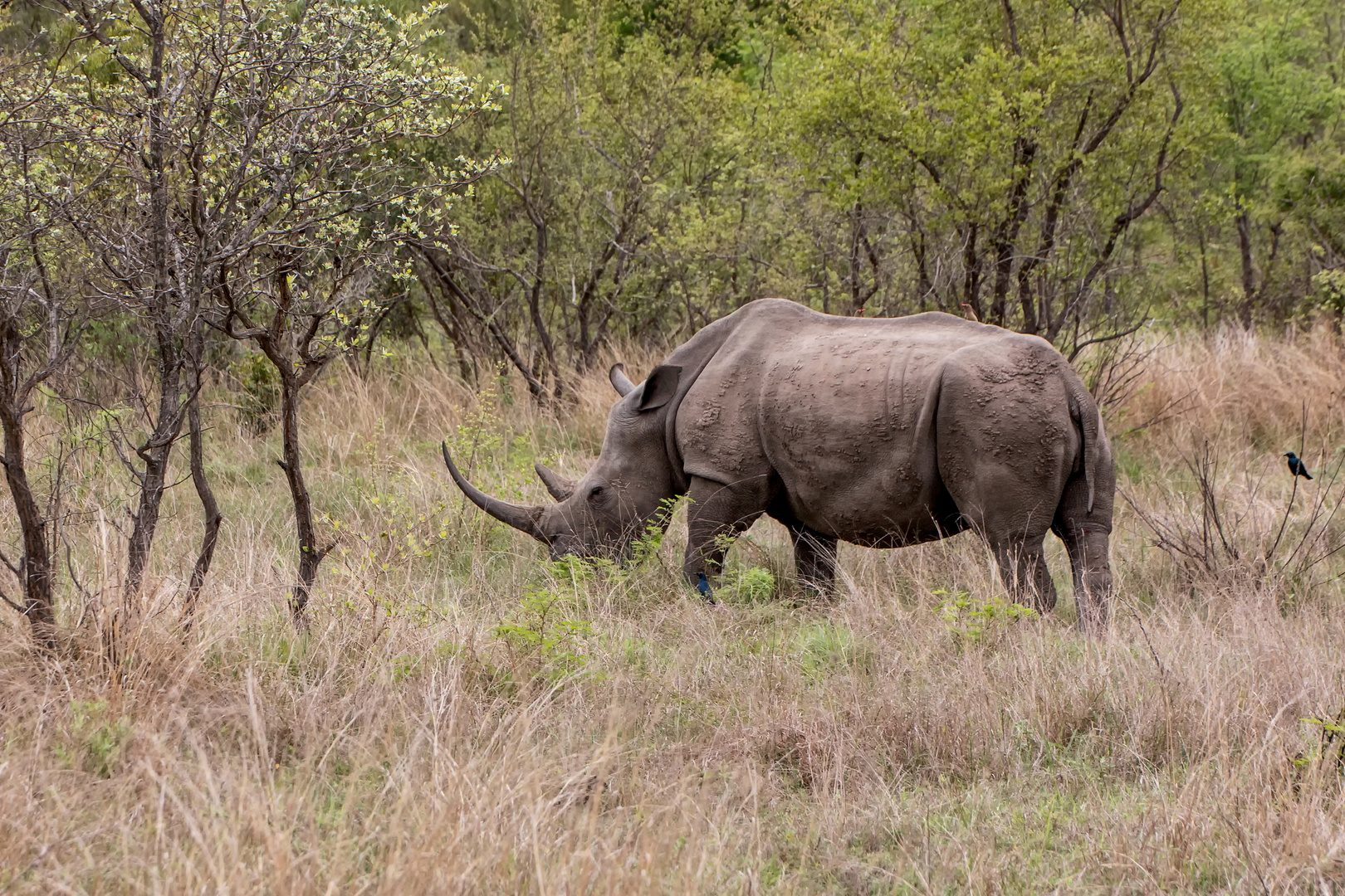 Tiere Afrikas # 01 'Das Breitmaulnashorn'