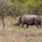 Tiere Afrikas # 01 'Das Breitmaulnashorn'