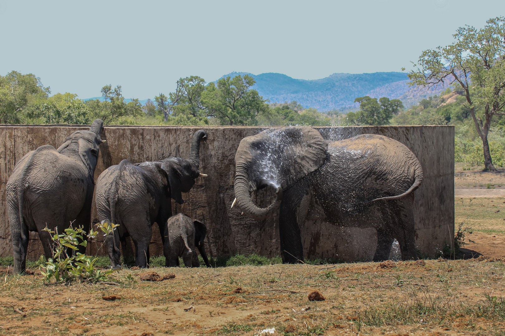 Tiere Afrikas # 02 'Elefanten sind kluge Tiere'