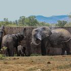 Tiere Afrikas # 02 'Elefanten sind kluge Tiere'