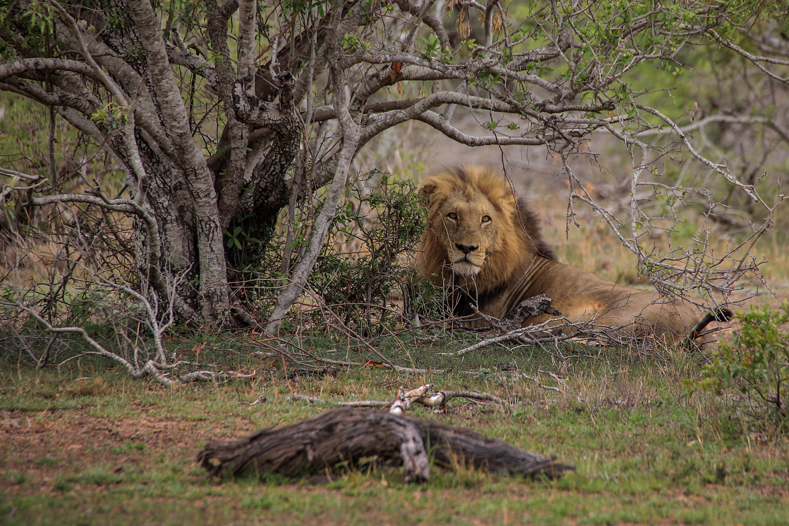 Tiere Afrikas # 03 'Der König der Löwen'