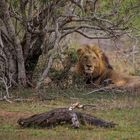 Tiere Afrikas # 03 'Der König der Löwen'