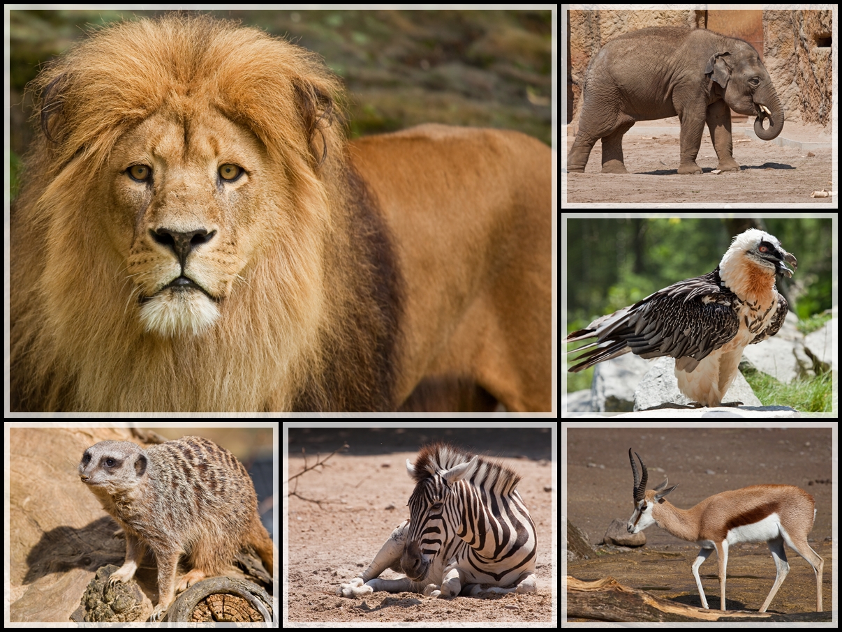  Tiere  Afrikas Foto Bild  tiere  zoo wildpark 