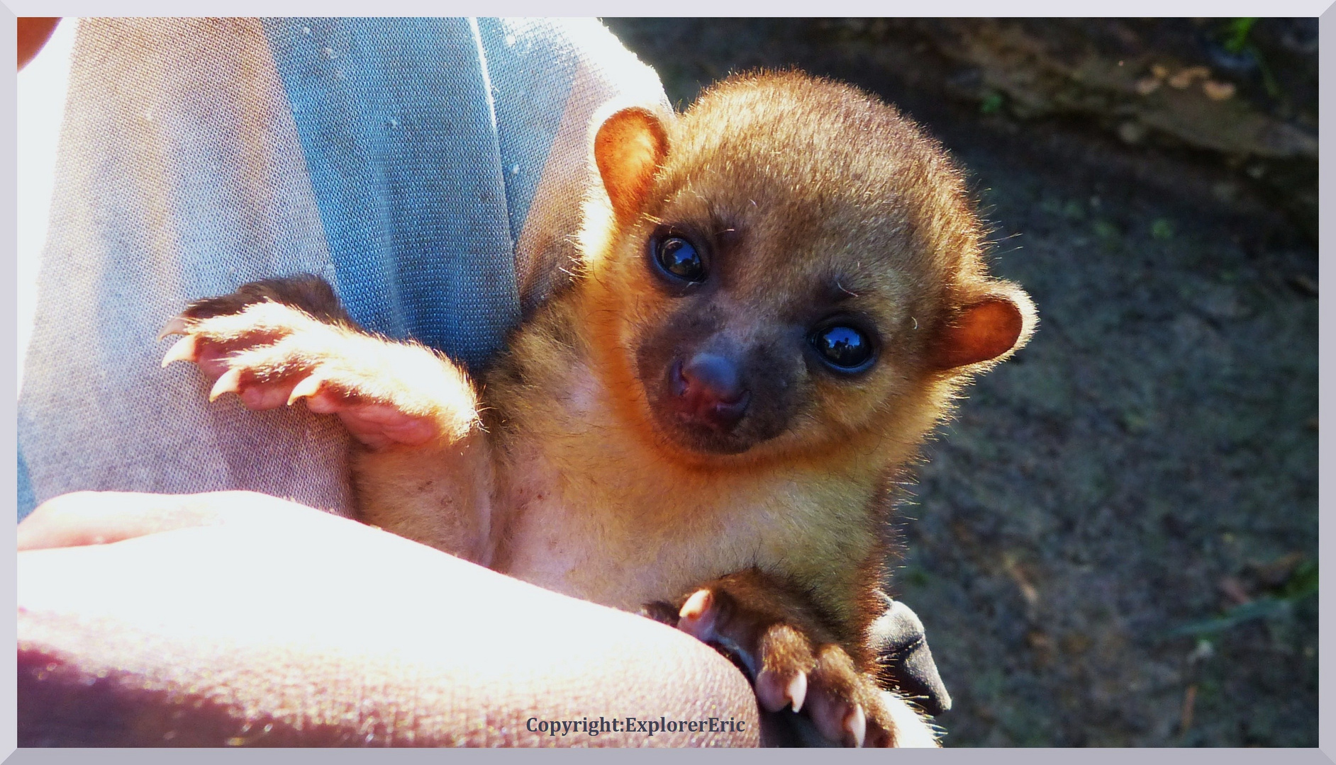 Tiere am Amazonas 2:; Monkey-Baby