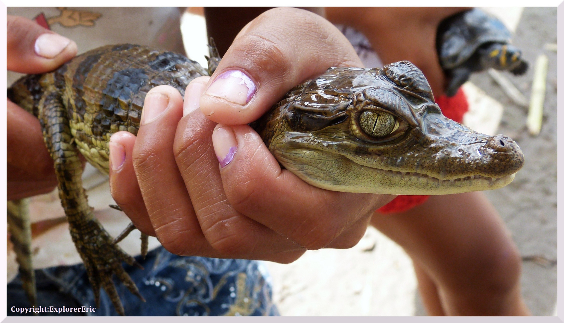 Tiere am Amazonas 4: Kaiman-Baby