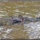 Tiere am Amazonas 5: Vorsicht: Mohrenkaiman....