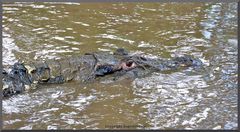 Tiere am Amazonas 5: Vorsicht: Mohrenkaiman....