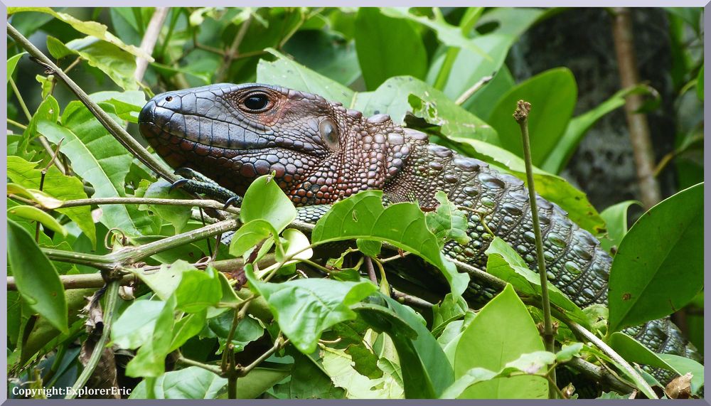 Tiere am Amazonas 6: Baumleguan..............