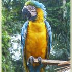 Tiere am Amazonas 7: Gelbbrust-Ara..............