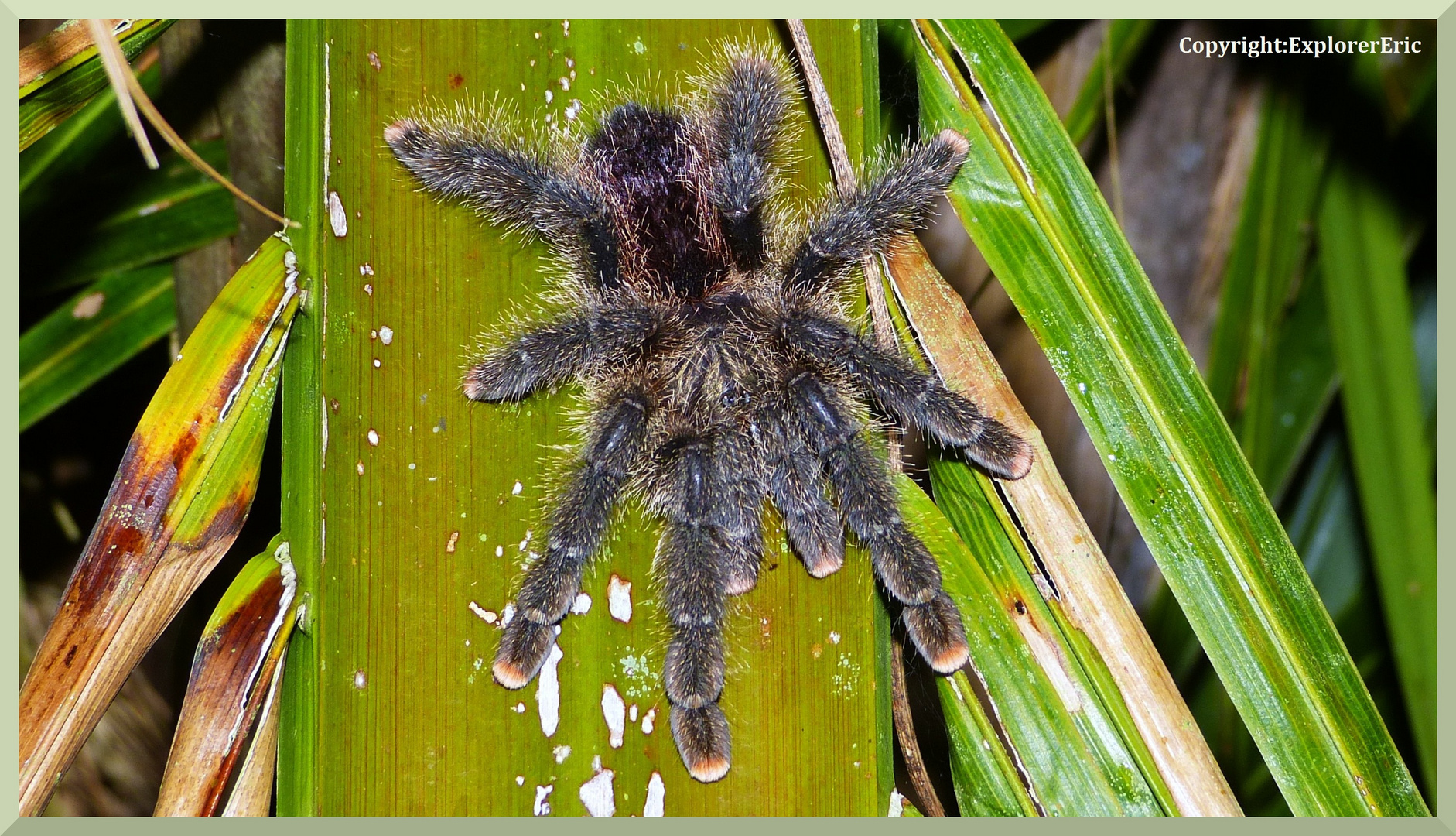 Tiere am Amazonas 8: Nichts für zarte Gemüter.........Vogespinne