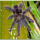 Tiere am Amazonas 8: Nichts für zarte Gemüter.........Vogespinne