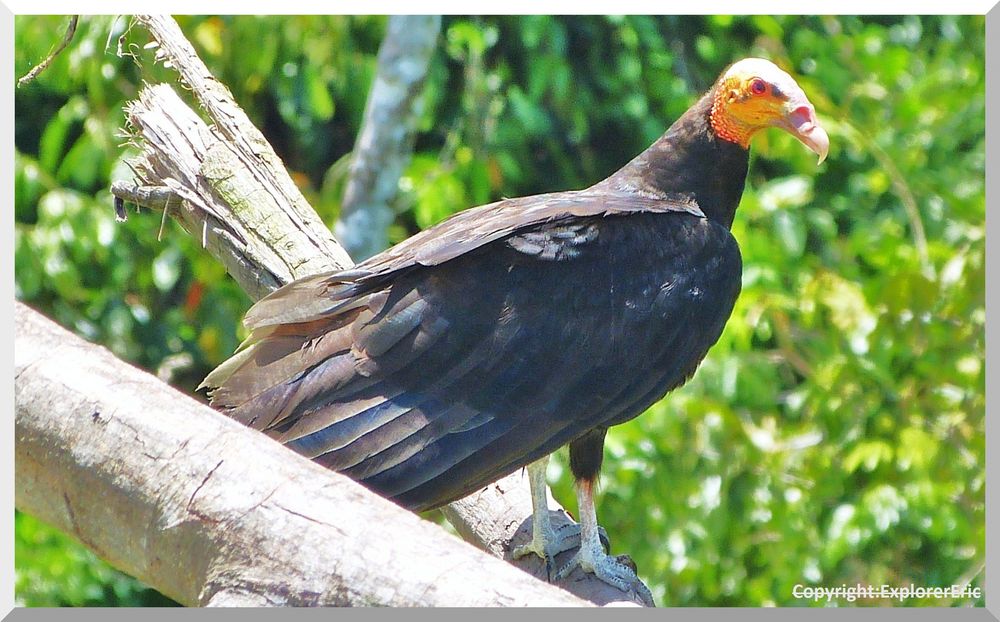 Tiere am Amazonas 9: grosser Gelbkopfgeier..............