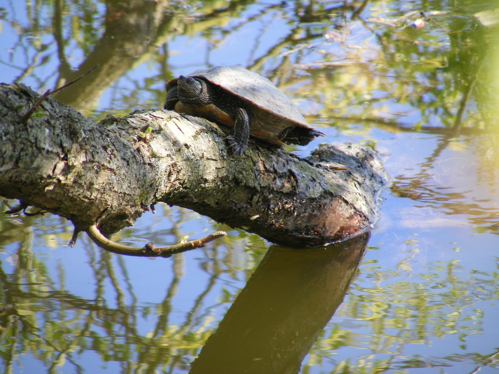 Tiere am Fluß