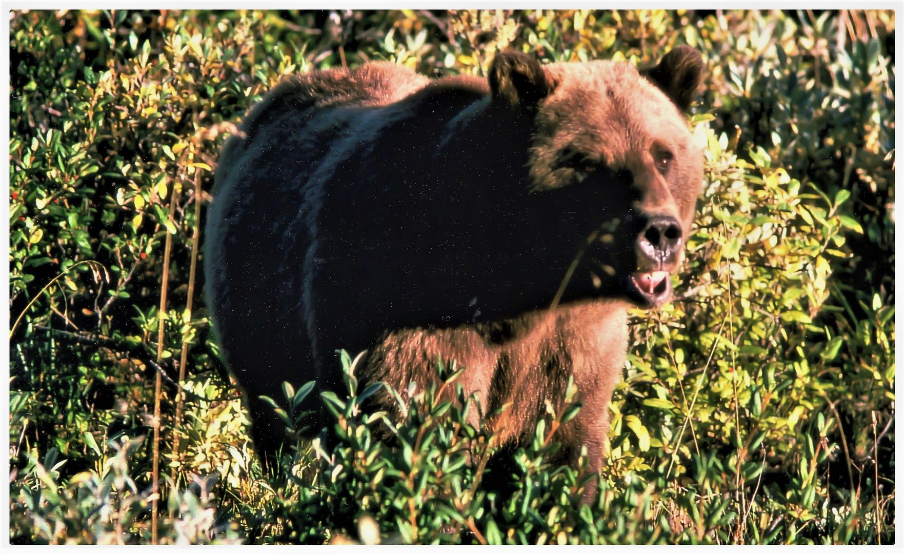 Tiere am Fuße des Denali