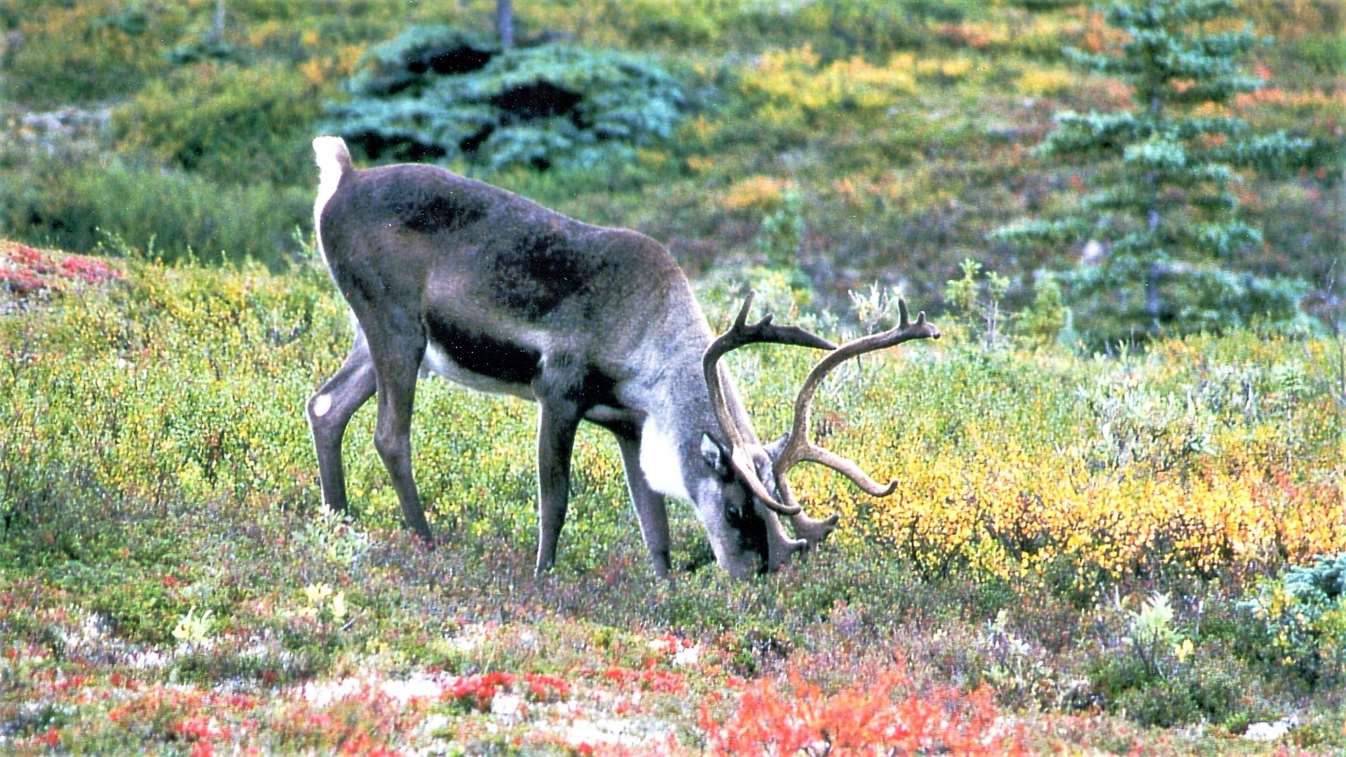 Tiere am Fuße des Denali