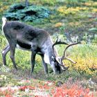 Tiere am Fuße des Denali