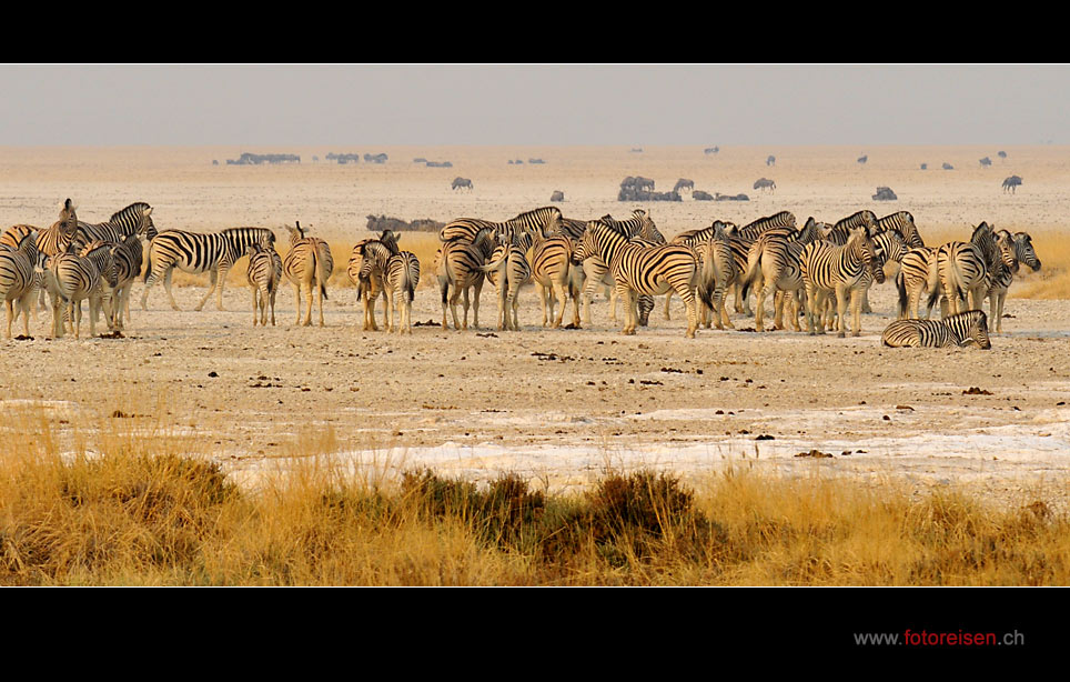 Tiere am Rand der Etosha-Pfanne