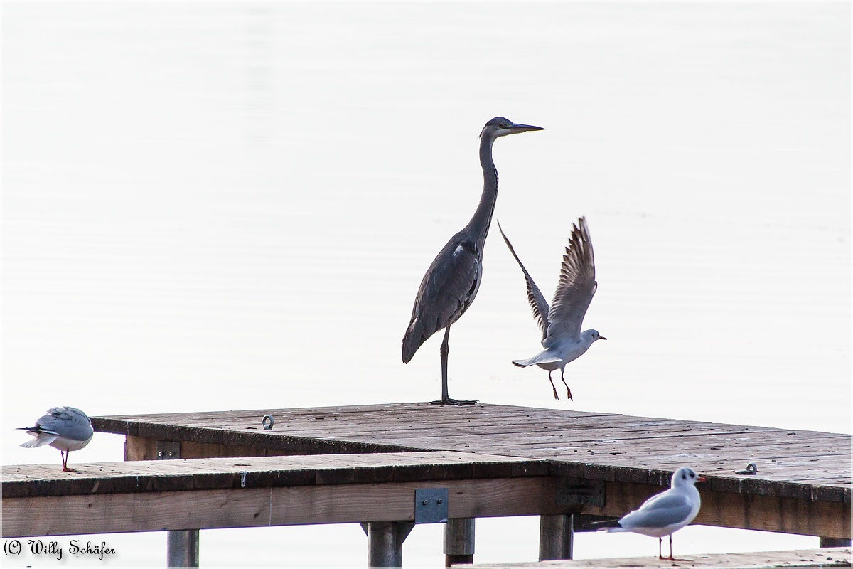 Tiere am See