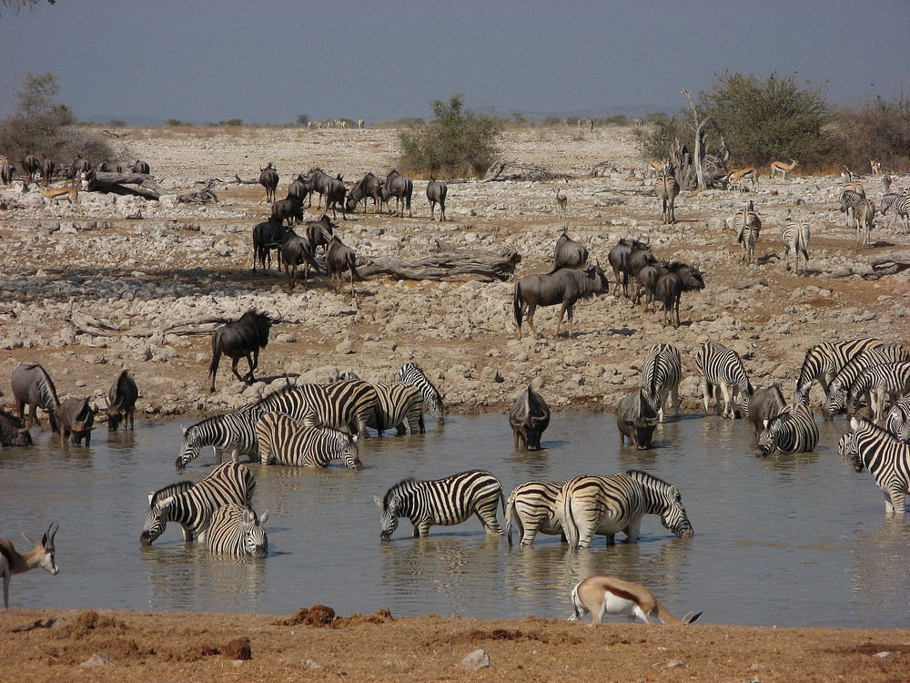 Tiere am Wasserloch