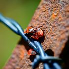 Tiere am Zaun in der Sonne